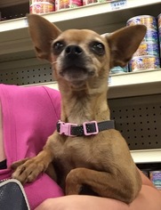 Medium Photo #1 Chihuahua Puppy For Sale in Del Rio, TX, USA