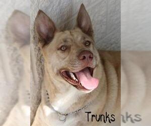 Siberian Husky Dogs for adoption in Augusta, GA, USA