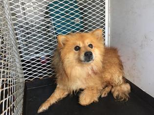 Pomeranian Dogs for adoption in Modesto, CA, USA