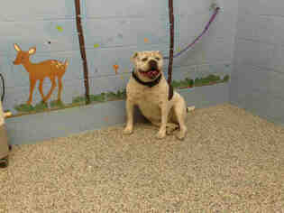 American Bulldog Dogs for adoption in San Bernardino, CA, USA