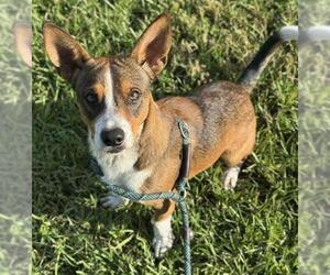 Beagle-Cardigan Welsh Corgi Mix Dogs for adoption in Fort Lauderdale, FL, USA