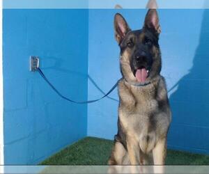 German Shepherd Dog Dogs for adoption in Orlando, FL, USA