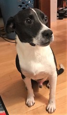 Lab-Pointer Dogs for adoption in Mukwonago, WI, USA