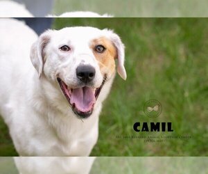 Cavalier King Charles Spaniel Dogs for adoption in La Porte, IN, USA