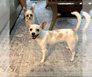 Chihuahua-Unknown Mix Dogs for adoption in Mooresville, NC, USA