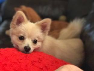 Pomeranian Dogs for adoption in Baileyton, AL, USA