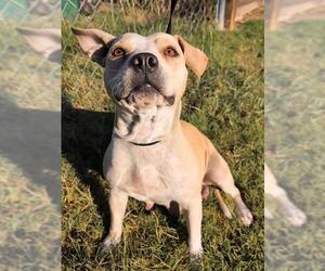 American Staffordshire Terrier-Unknown Mix Dogs for adoption in San Antonio, TX, USA