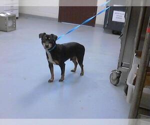 Chihuahua-Unknown Mix Dogs for adoption in Fayetteville, NC, USA