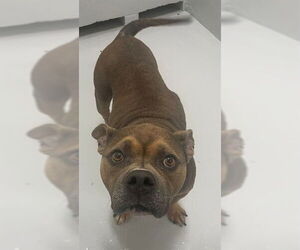 American Pit Bull Terrier-Unknown Mix Dogs for adoption in Augusta, GA, USA