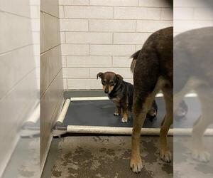 Mutt Dogs for adoption in Stockton, CA, USA