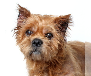 Norwich Terrier Dogs for adoption in West Hollywood, CA, USA