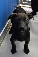 Labrador Retriever Dogs for adoption in Bryan, TX, USA
