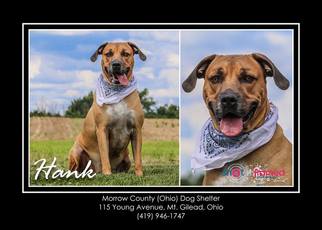 Black Mouth Cur Dogs for adoption in Mt. Gilead, OH, USA
