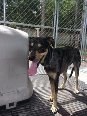 Catahoula Leopard Dog-Unknown Mix Dogs for adoption in Panama City, FL, USA