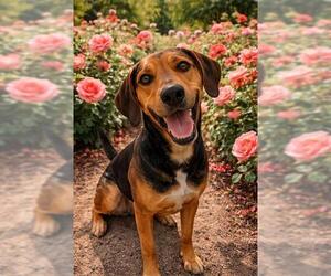 Black and Tan Coonhound Dogs for adoption in Globe, AZ, USA