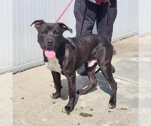 American Pit Bull Terrier Dogs for adoption in Louisville, KY, USA