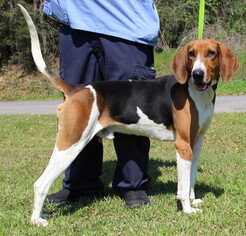 Treeing Walker Coonhound Dogs for adoption in Prattville, AL, USA