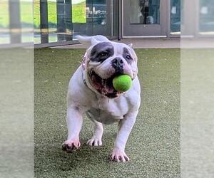 American Bulldog Dogs for adoption in San Martin, CA, USA