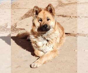 Chow Chow-Unknown Mix Dogs for adoption in Pena Blanca, NM, USA