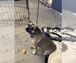 Pug-Unknown Mix Dogs for adoption in Camarillo, CA, USA