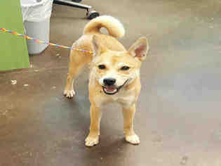 Shiba Inu Dogs for adoption in Norman, OK, USA