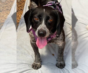 Beagle-Unknown Mix Dogs for adoption in Fairfax, VA, USA