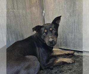 German Shepherd Dog-Unknown Mix Dogs for adoption in San Antonio, TX, USA