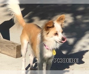 Chion Dogs for adoption in Lindsay, CA, USA