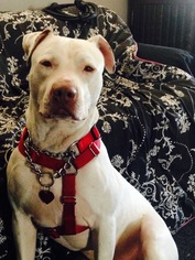 Dogo Argentino Dogs for adoption in Beverly Hills, CA, USA