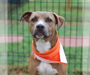 American Staffordshire Terrier-Unknown Mix Dogs for adoption in San Antonio, TX, USA