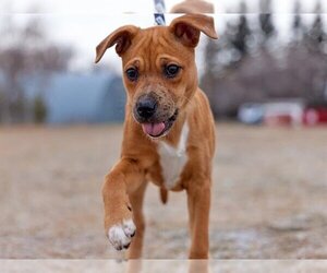 American Pit Bull Terrier-Unknown Mix Dogs for adoption in Grasswood, Saskatchewan, Canada