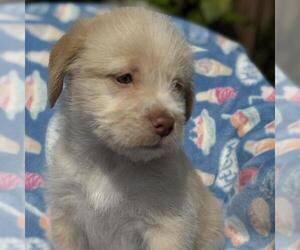 Borador Dogs for adoption in San Diego, CA, USA