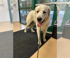 Great Pyrenees Dogs for adoption in Placerville, CA, USA