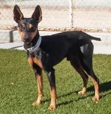 Miniature Pinscher Dogs for adoption in Encino, CA, USA