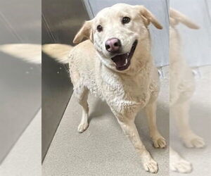 Labrador Retriever-Unknown Mix Dogs for adoption in San Diego, CA, USA