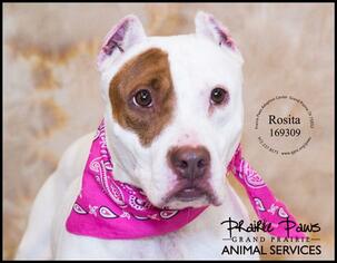 American Pit Bull Terrier Dogs for adoption in Grand Prairie, TX, USA