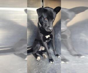 Labrador Retriever-Unknown Mix Dogs for adoption in Pasadena, TX, USA