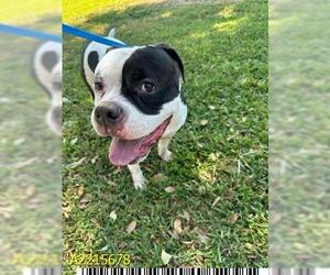 American Pit Bull Terrier Dogs for adoption in West Palm Beach, FL, USA