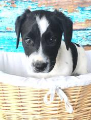 Medium Photo #1 Border Collie-Unknown Mix Puppy For Sale in Littleton, CO, USA