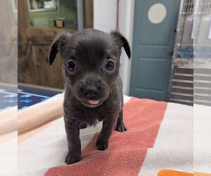 Chihuahua Dogs for adoption in Chico, CA, USA