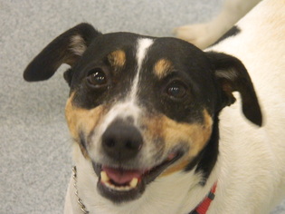 Jack Russell Terrier Dogs for adoption in Randleman, NC, USA