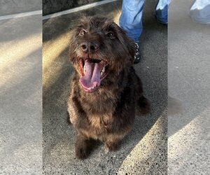 Labradoodle Dogs for adoption in Chico, CA, USA