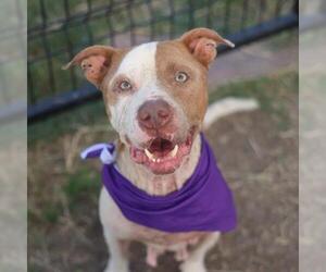 American Staffordshire Terrier-Unknown Mix Dogs for adoption in San Antonio, TX, USA