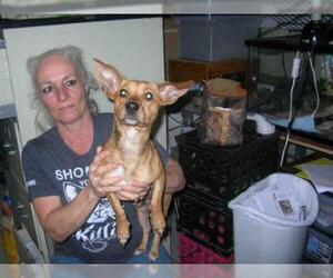 Dachshund Dogs for adoption in Fort Walton Beach, FL, USA