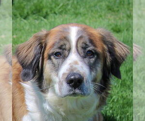 Collie-Saint Bernard Mix Dogs for adoption in Huntley, IL, USA