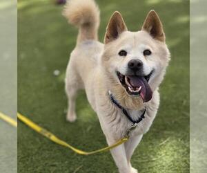 Chow Chow-Unknown Mix Dogs for adoption in Las Vegas, NV, USA