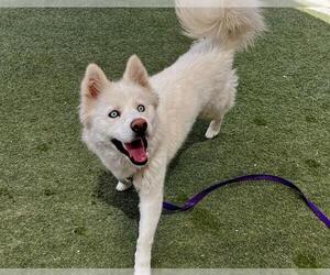 Siberian Husky-Unknown Mix Dogs for adoption in Las Vegas, NV, USA