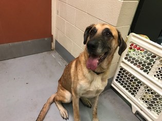 Great Dane Dogs for adoption in Beckley, WV, USA