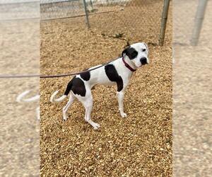 American Bulldog-Pointer Mix Dogs for adoption in Forestville, MD, USA