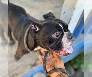 French Bulldog Dogs for adoption in Dumont, NJ, USA